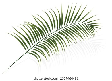 palm branch, coconut leaf, tropical plant decorative  background, vector illustration