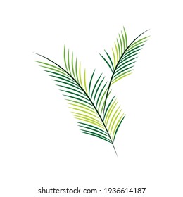 palm branch foliage nature isolated