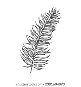 Palmbranchenhandgezeichnete Doodle-Vektorgrafik. Blumentropische Leaf Sketch Stil Zeichnung. isoliert