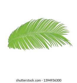 Palm branch ink sketch. Isolated on white. Fashion floral print for a business card, banner, poster, wrapping, fabric, notebook, invitation. Vector illustration for your template design