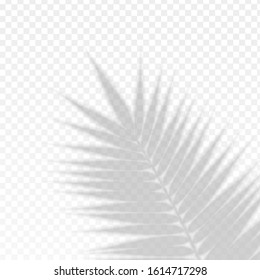 Palm Branch Leaf Overlay Effect Transparent Shadow Trend Summertime Style Flyer or Leaflet Template. Vector illustration