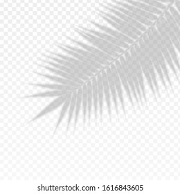 Palm Branch Leaf Overlay Effect Transparent Shadow Soft Natural Light Symbol of Hawaii Beach. Vector illustration