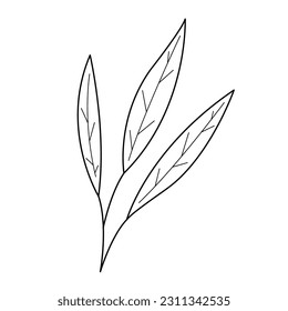 Palm branch with three leaves in doodle style. Black and white vector illustration. 