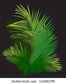 palm branch (tropical plants vector illustration)