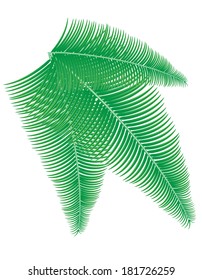 palm branch vector illustration isolated on white background