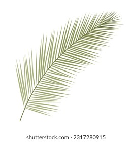 
Palm. Palm branch vector illustration isolated on white background.