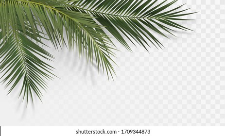 Ramas de palmera en la esquina, plantas tropicales elemento decorativo