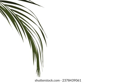 Palm branches in the corner, tropical plants decoration element, Green Palm Leaf Isolated White Background With Gradient Mesh, Vector Illustration