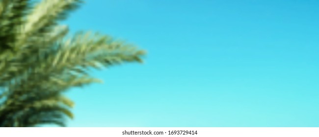 Palm branches on blue summer sky background. Long blurred vector background. Defocused palm tree leafs in left corner of banner close up. EPS10. Place for your text