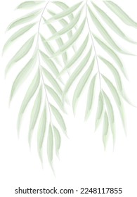 Palm branches watercolor. green leaves elements. Collection botanical vector isolated on white background suitable for background, poster printing, postcards, textiles
