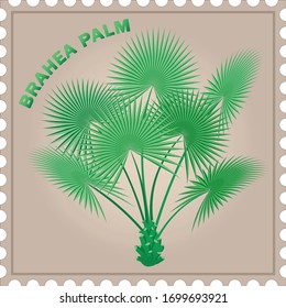 palm brochea wide narrow leaves mark