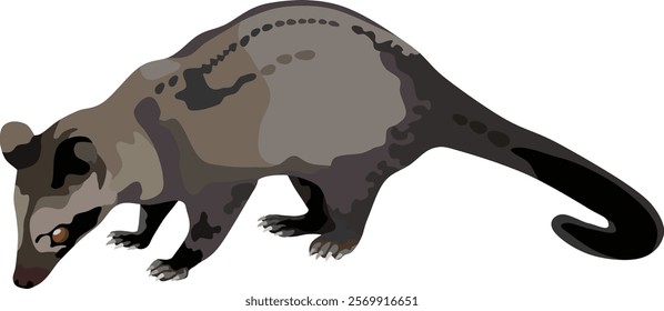 Palm Civet Mammal Animal Vector