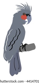palm cockatoo