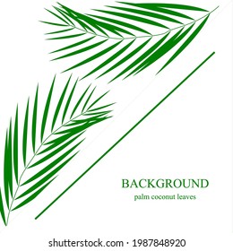 palm coconut leaves background vector