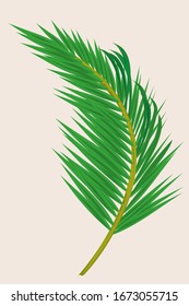 Palm coconut  leaves isolated  on white background