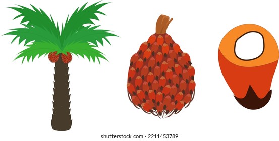 palm coconut for oil vector graphic illustration, commodity and industry from kalimantan, palm farmer
