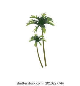 Árbol tropical de coco de palma. Plantas florales exóticas con hojas aisladas. Vector