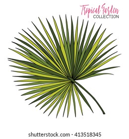 Palm. Colored tropical plant. Vector illustration. 