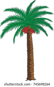 palm date tree, sketch, vector, illustration. vector date.