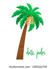 Palm dates with fruits. Africa, America, Australia exotic plants. Isolated tropical palm on white background, cartoon flat style.1