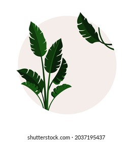 Palm. The emblem with the image of a plant in a circle. Background. Vector flat illustration. Template for a postcard.