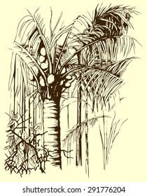 Palm engraving style vector illustration