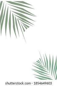 palm exotic flora nature green summer