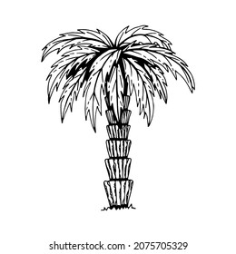 Palm. Una planta exótica en una playa de verano. Ilustración vectorial de la línea delgada dibujada a mano. Elemento de doodle simple aislado.