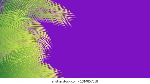 Palm family leaves on a beautiful color background