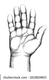 Palm con cinco dedos extendidos. Dibujo en blanco y negro.
