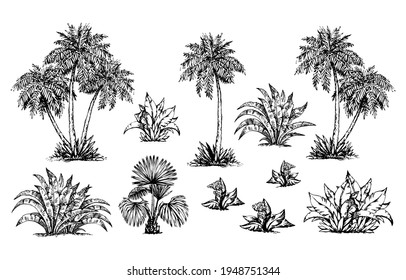 Palm forest. Vector drawing scene