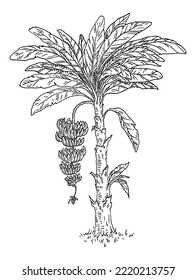 Palm fresh banana with branch and flower. Vintage vector engraving black monochrome illustration. Isolated on white background. Hand drawn design ink