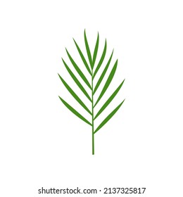 Palm Frond Logo Design Vector Icon Illustration