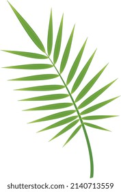 Palm frond. Realistic green tropical tree branch