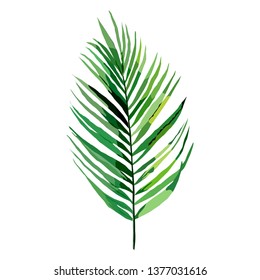 Palm frond. Vector illustration on white.