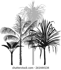 Palm group