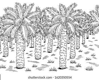 Palm grove plantation graphic black white landscape sketch illustration vector