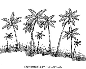 Palm grove plantation graphic black white landscape sketch illustration vector