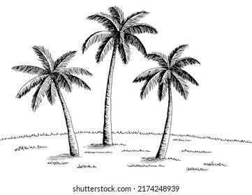 Palm grove plantation graphic black white landscape sketch illustration vector 