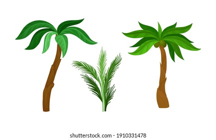 Palm Growth Plants with Frond Leaves on Top of Unbranched Stem Vector Set