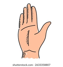Palm of the hand vector isolated. Hand-drawn illustration of a human hand. Doodle sketch.