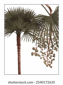 Palm, hand-painted floral and botanical painting, hand-painted herbal painting, natural herbs.