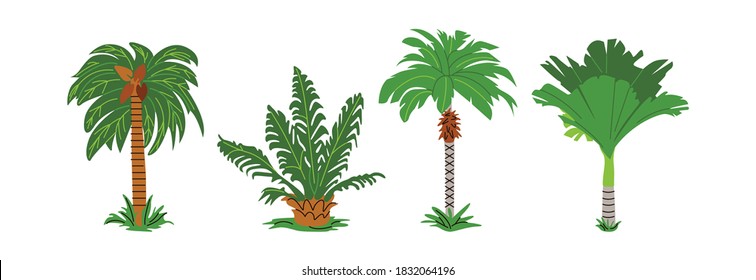 Palm has many types, for example coconut, sago, rattan and others. This tree usually has no branches and the fruit has a thick outer layer.