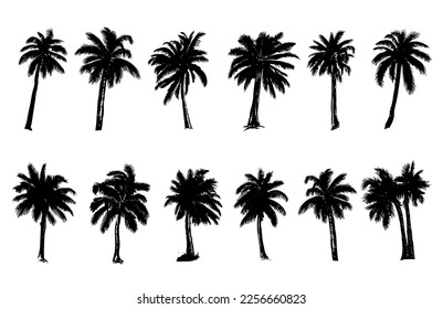 Palm, Hello Summer, hand drawn illustrations, vector.