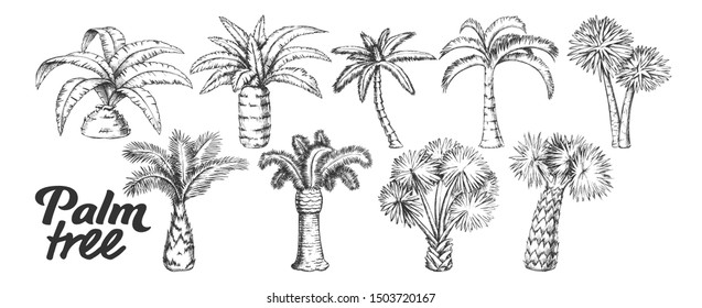 Palm High And Small Trunk Trees Set Ink Vector. Collection Of Different Decorative Foliage Palm. Wild Nature Botanical Plant Concept Template Designed In Vintage Style Black And White Illustrations