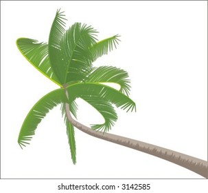 Palm isolated on white