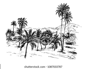 Palm jungle. Hand drawn vector illustration.