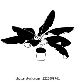 Palm jungle leaves home plant, tropical silhouette design for logo or icon