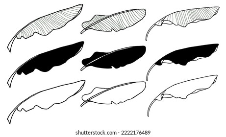 Palm jungle leaves set for design, tropical greenery isolate on white background 