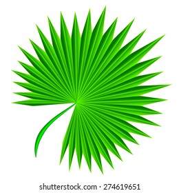 palm leaf